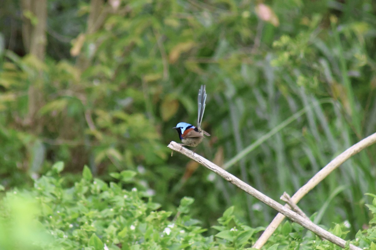 Variegated Fairywren - ML609156956