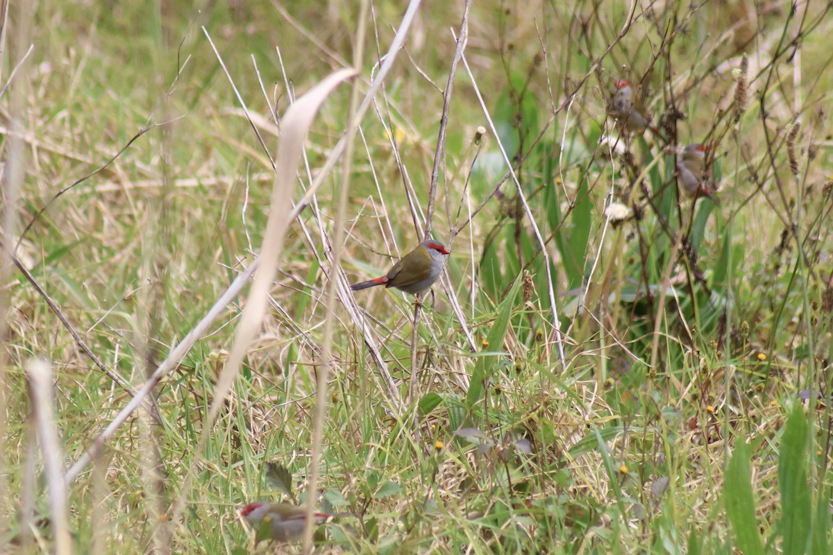 Red-browed Firetail - ML609156957