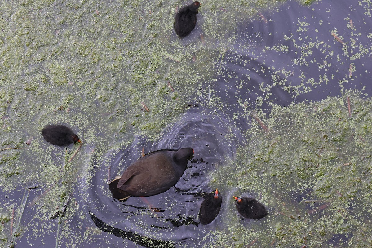 Dusky Moorhen - Kirrilee Moore