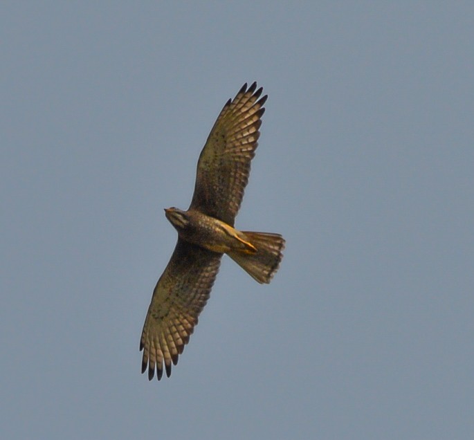 White-eyed Buzzard - Abhishek Sharma