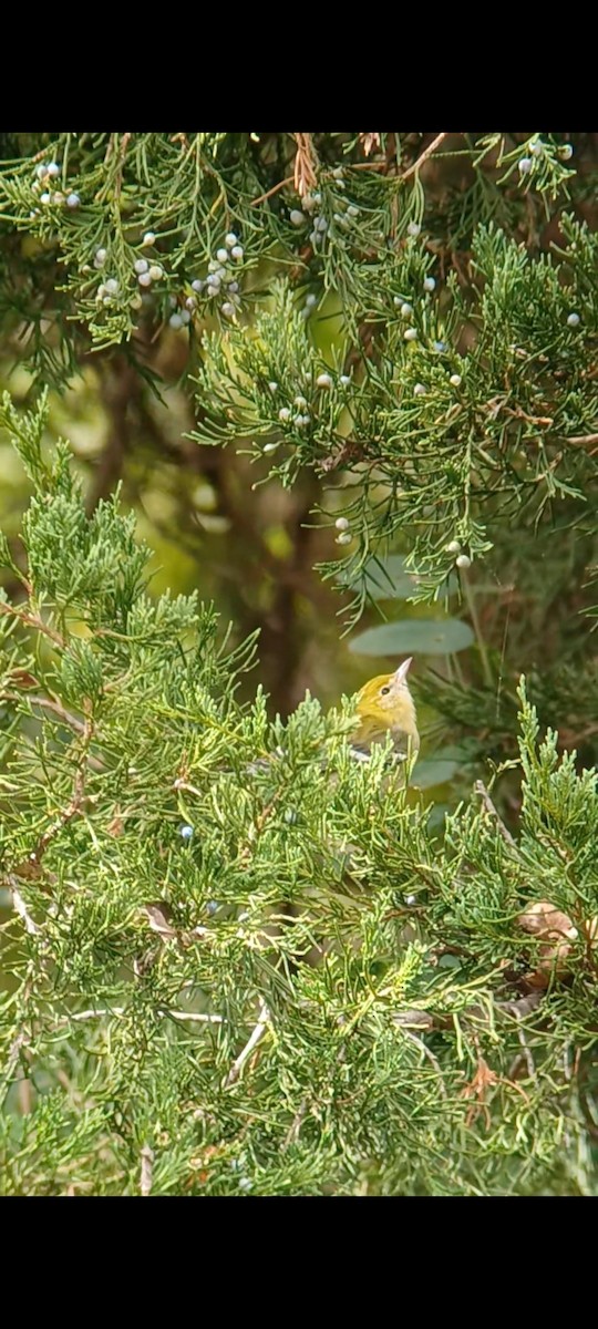 Bay-breasted Warbler - ML609156972