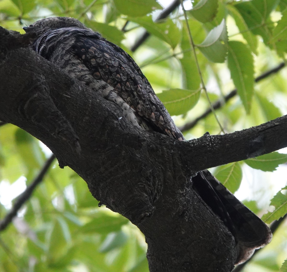 Jungle Nightjar - ML609157005