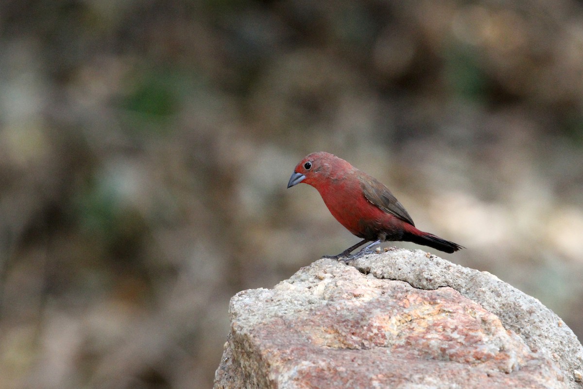 Jameson's Firefinch - ML609157030