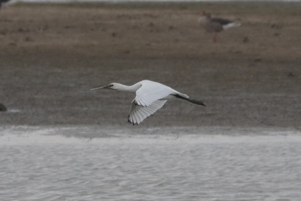 Eurasian Spoonbill - ML609157031