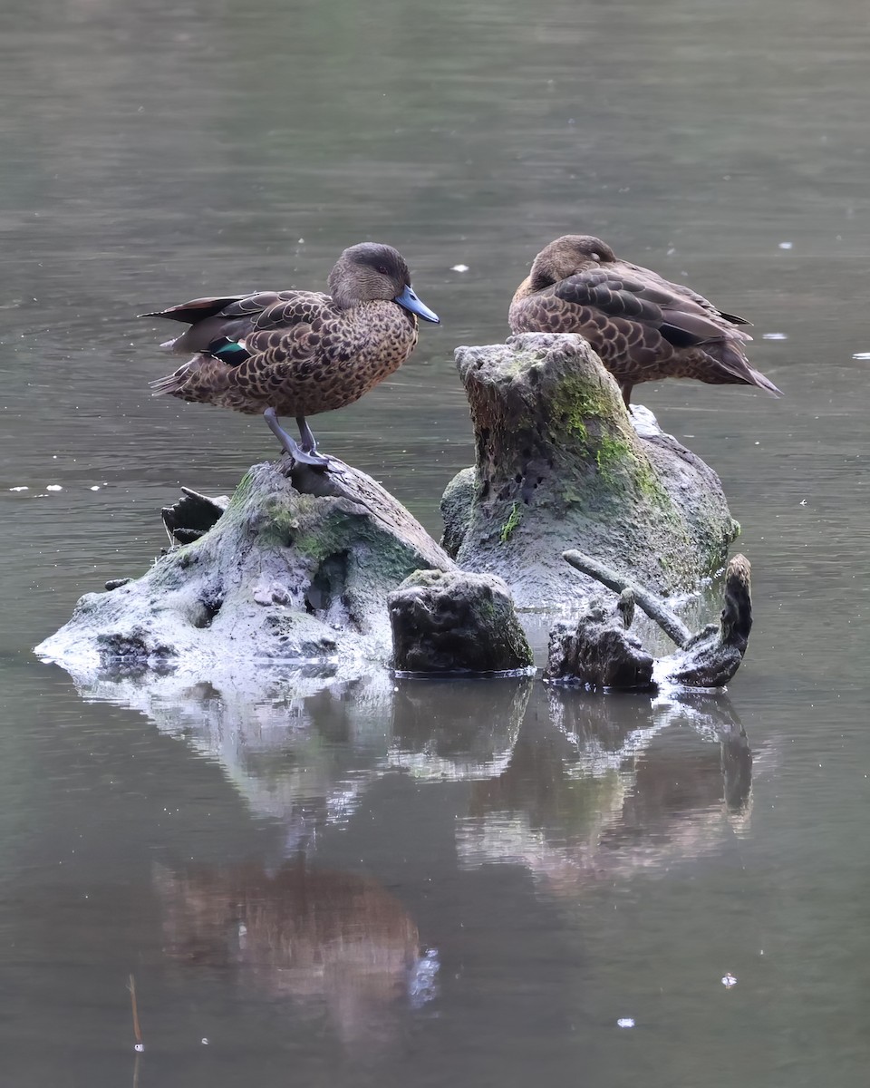 Gray Teal - Heather Williams