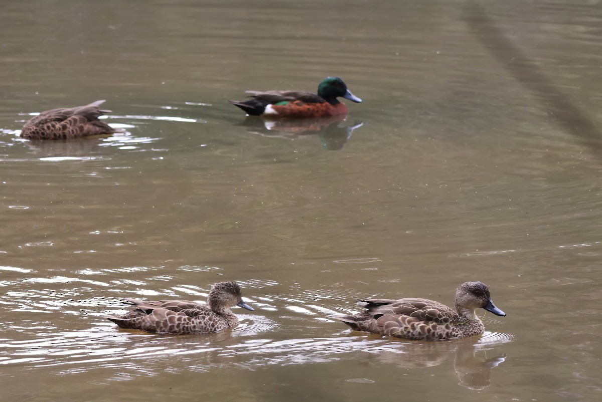 Gray Teal - Heather Williams