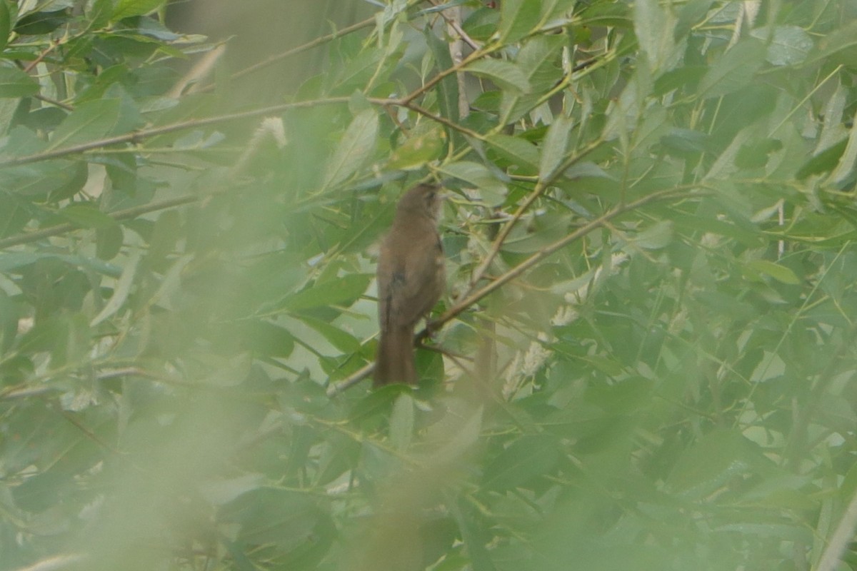 Savi's Warbler - ML609157058