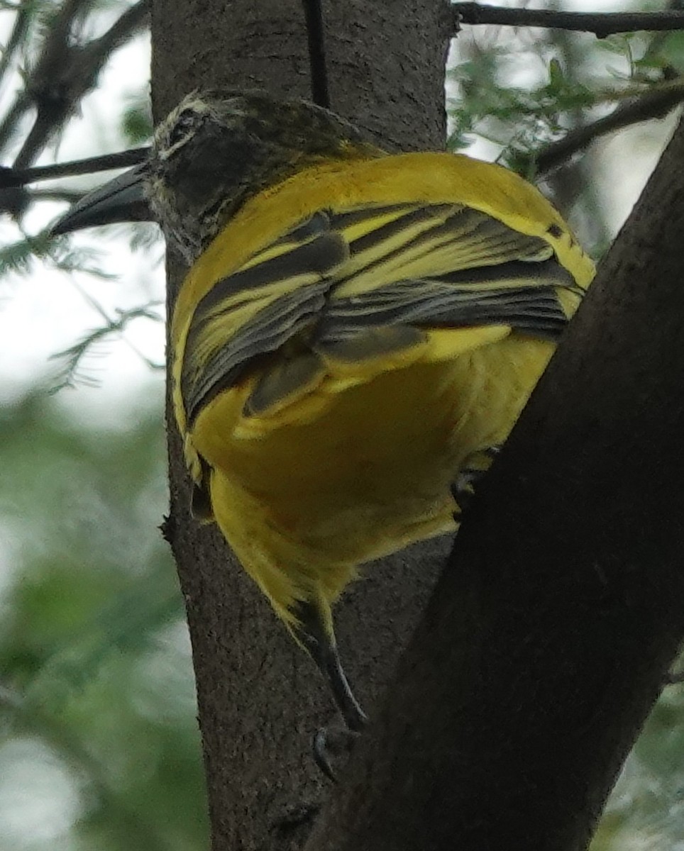 Black-hooded Oriole - ML609157059