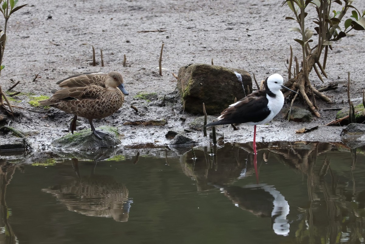 Pied Stilt - ML609157063