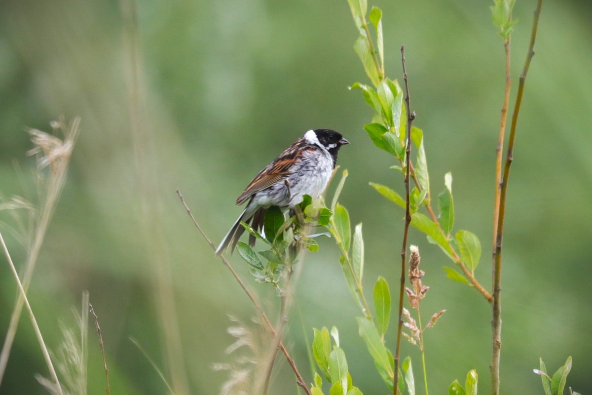 Reed Bunting - ML609157067