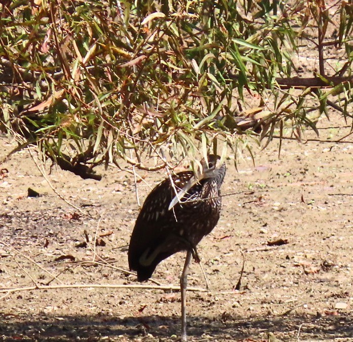 Limpkin - ML609157082