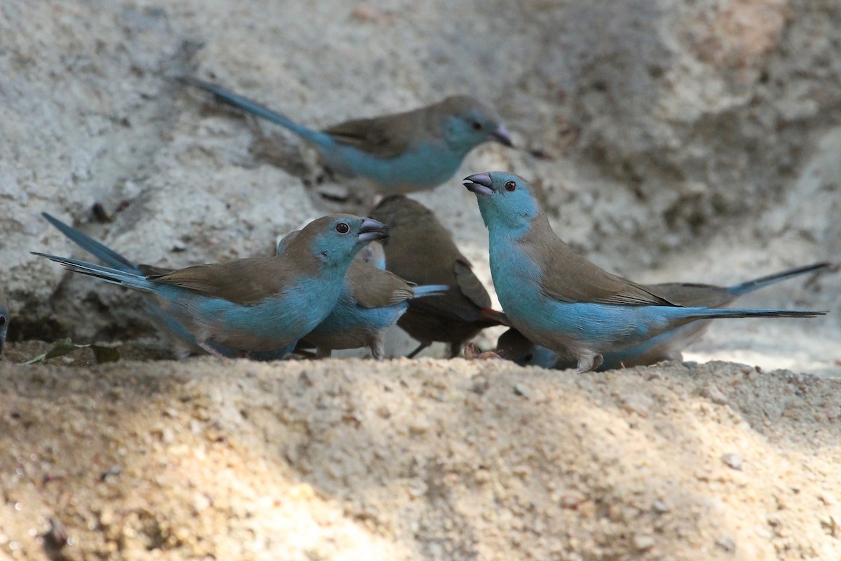 Southern Cordonbleu - ML609157102