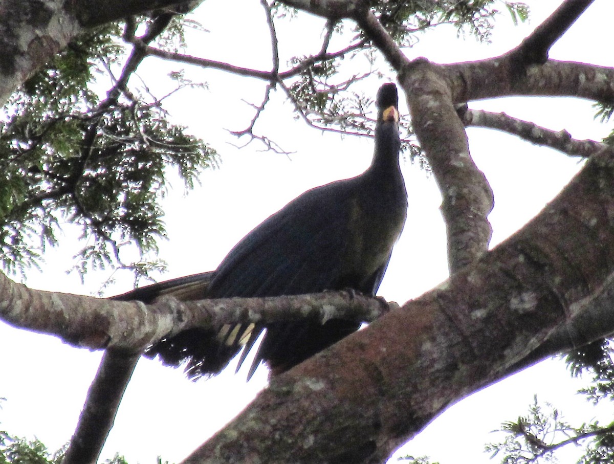 Great Blue Turaco - ML60915711