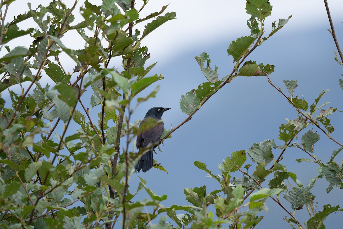 Common Grackle - ML609157128