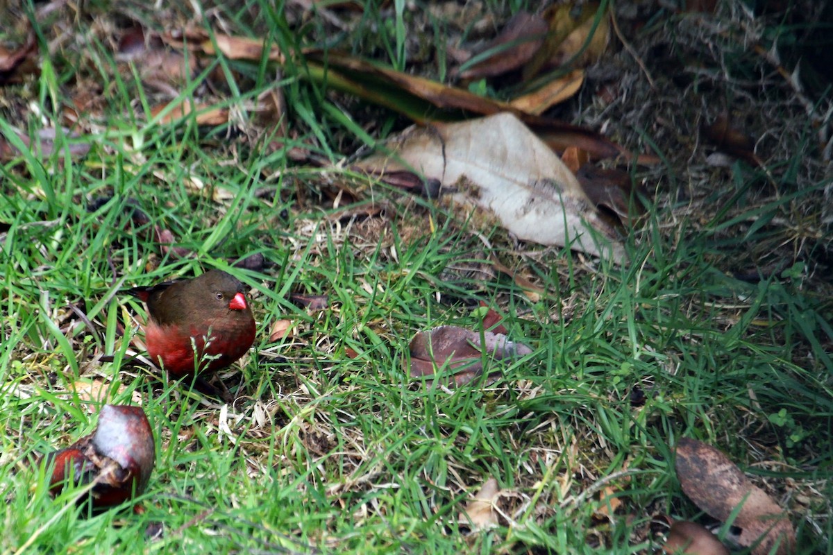 Mountain Firetail - ML609157138