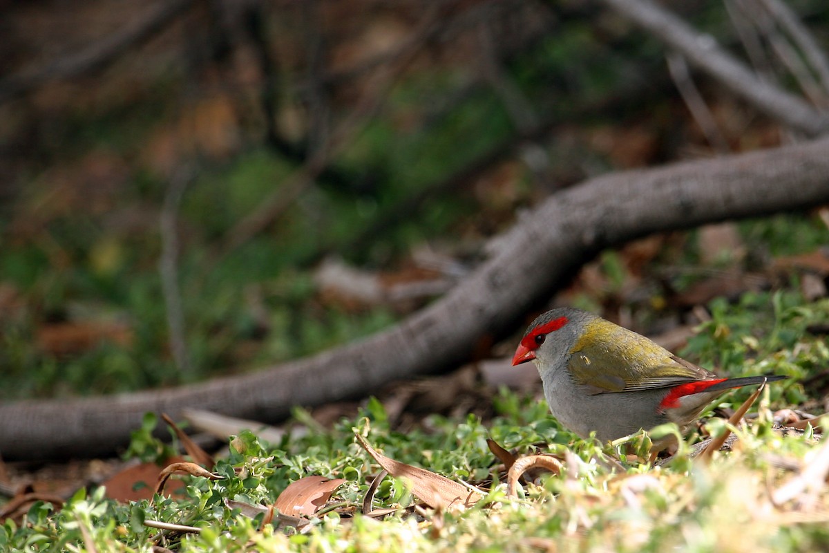 Red-browed Firetail - ML609157176