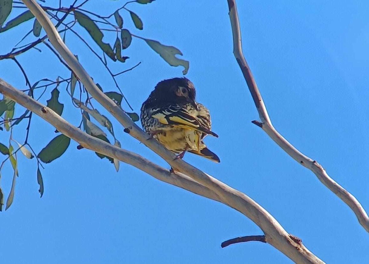 Regent Honeyeater - ML609157201