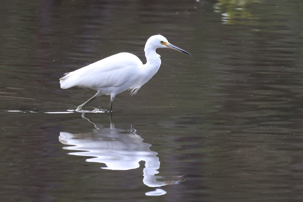 Little Egret - ML609157323