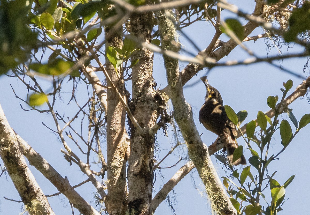 Black-throated Honeyeater - ML609157334