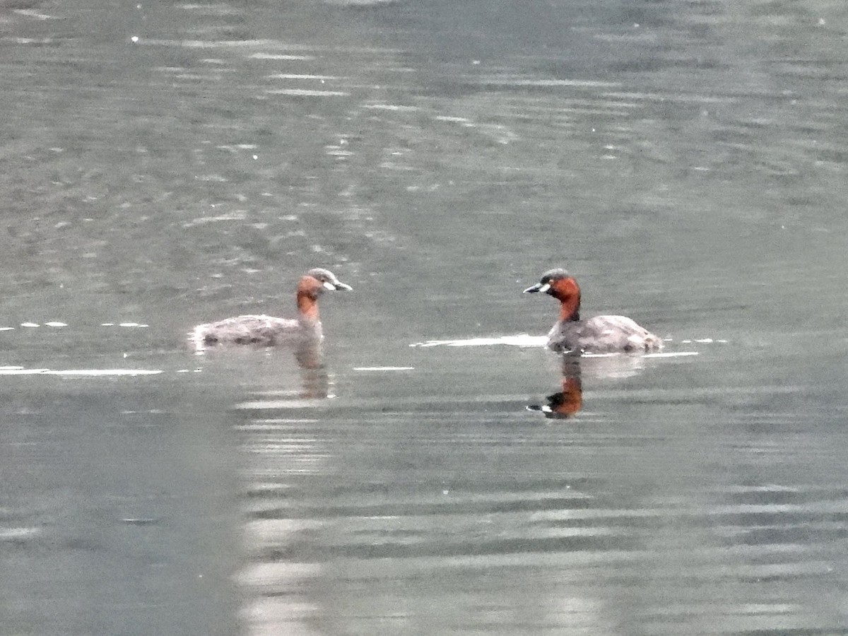 Little Grebe (Tricolored) - ML609157454