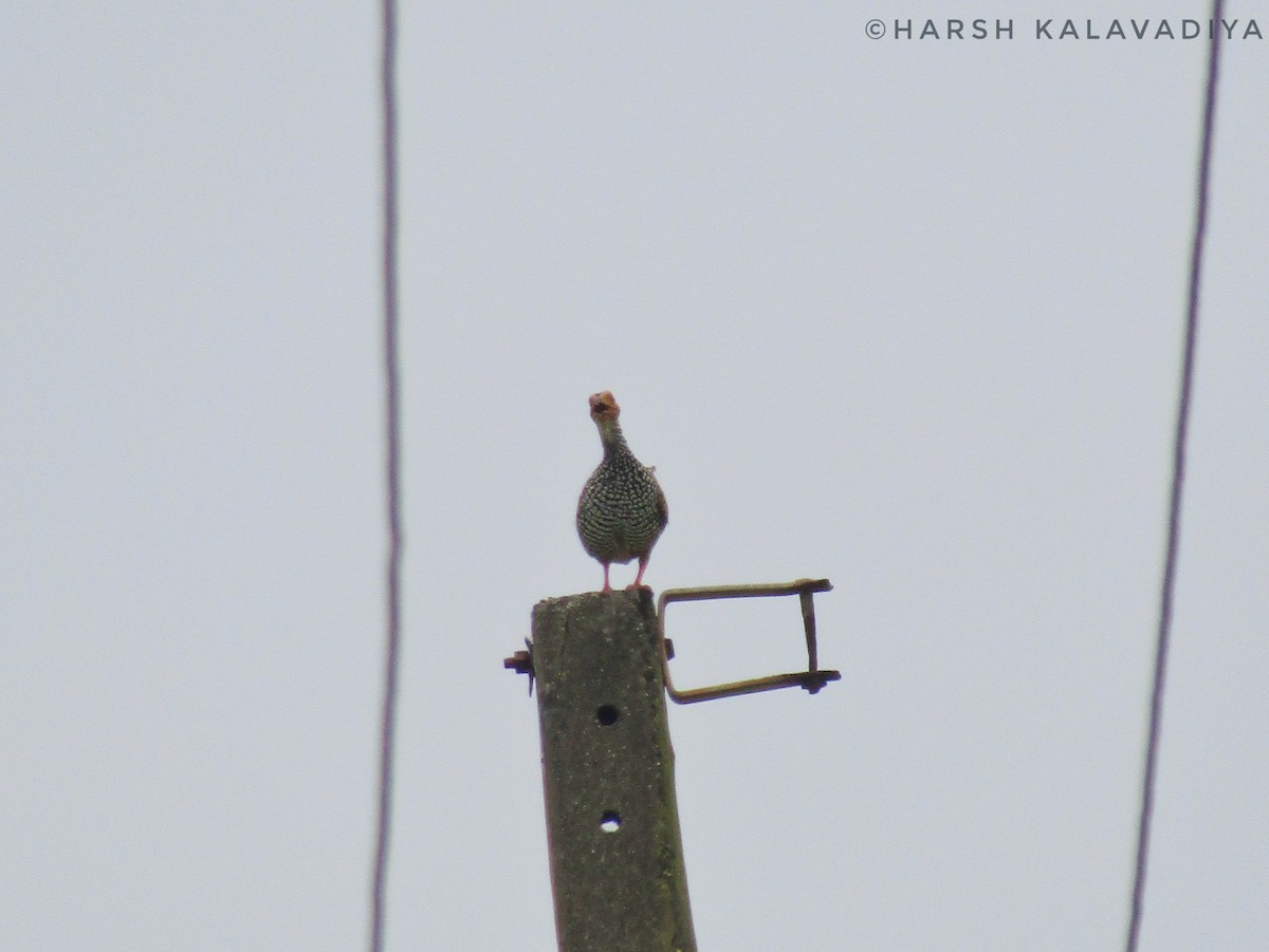 Painted Francolin - ML609157456