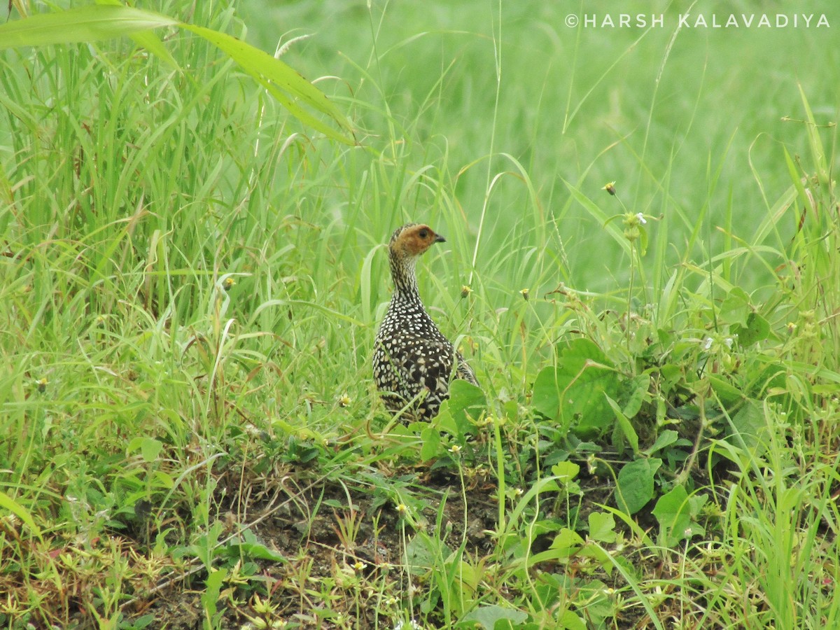 Painted Francolin - ML609157458