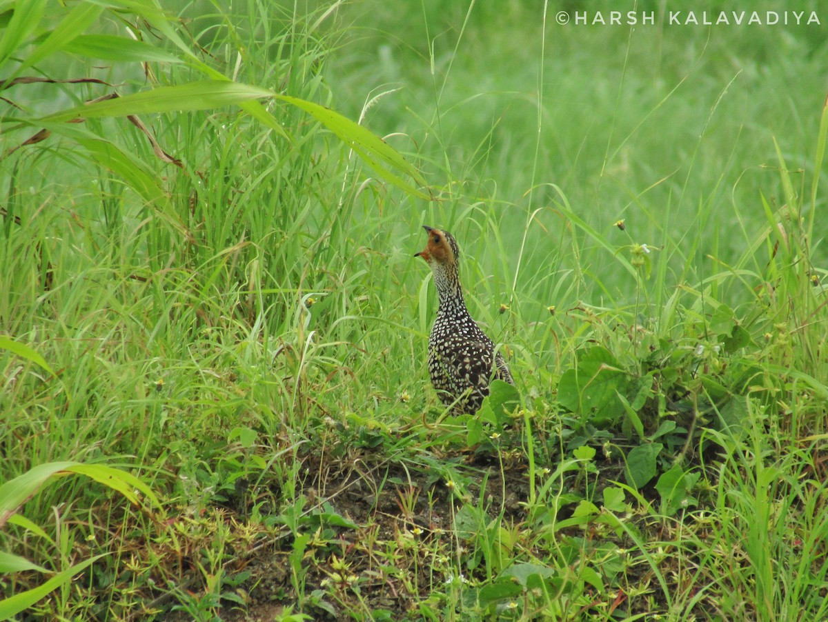 Painted Francolin - ML609157460