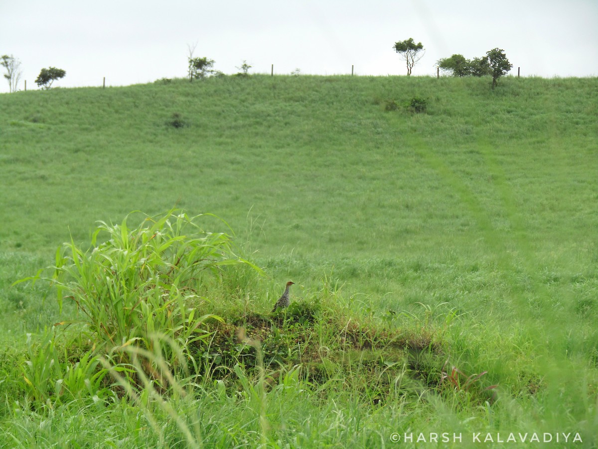 Painted Francolin - Harsh Kalavadiya