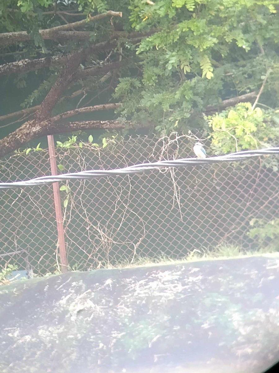 Sacred Kingfisher - ML609157499