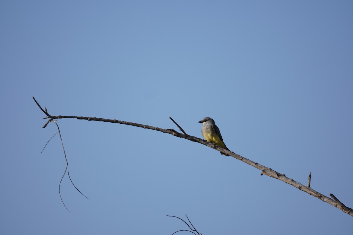 Cassin's Kingbird - ML609157503