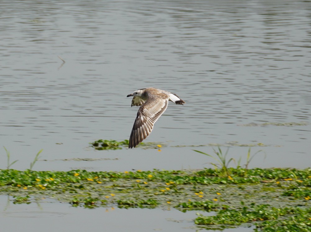 Pallas's Gull - ML609157504