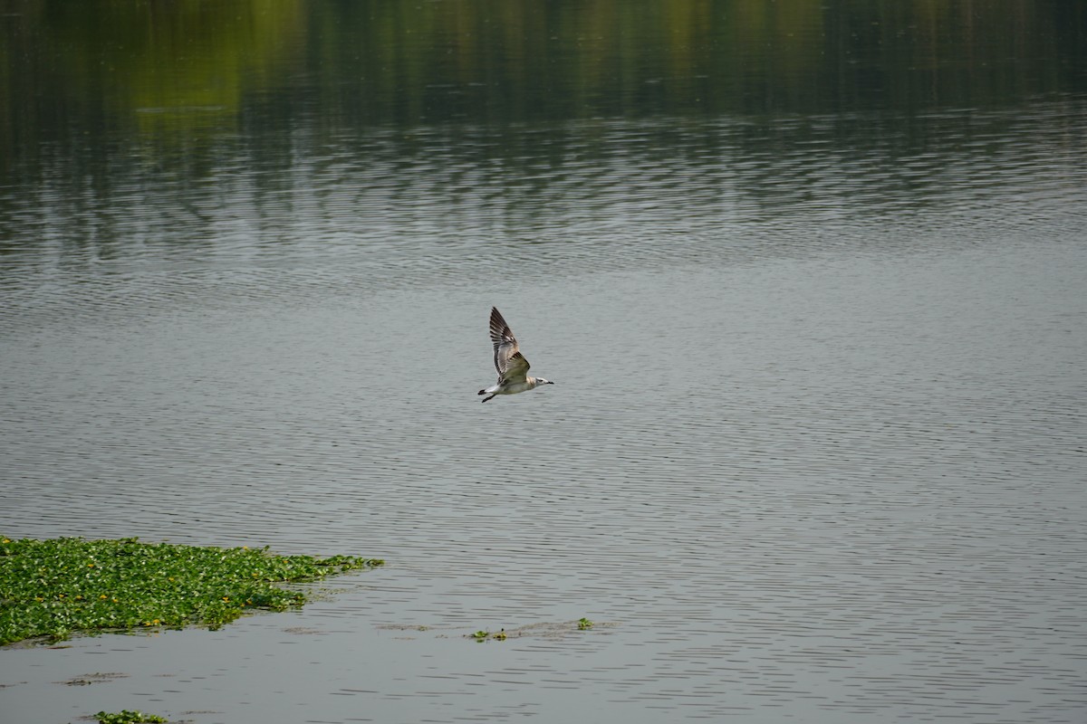 Pallas's Gull - ML609157505