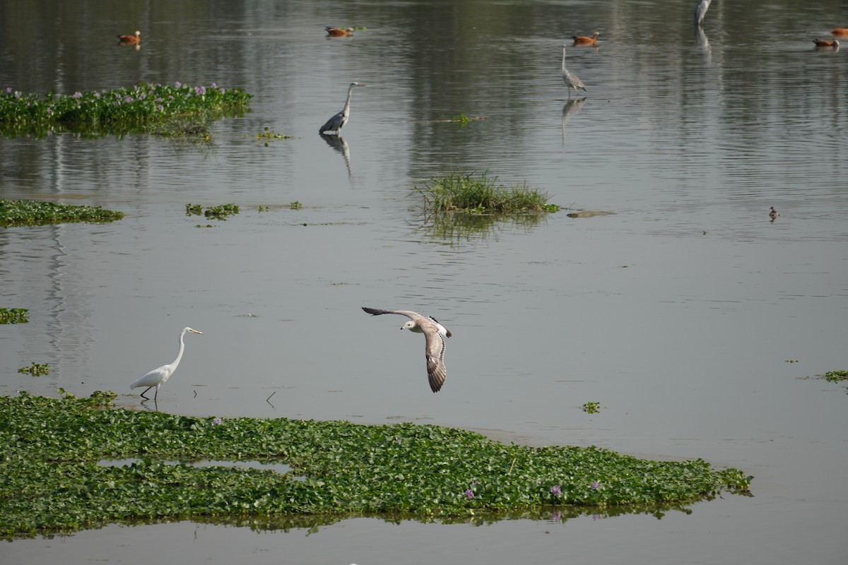 Pallas's Gull - ML609157506