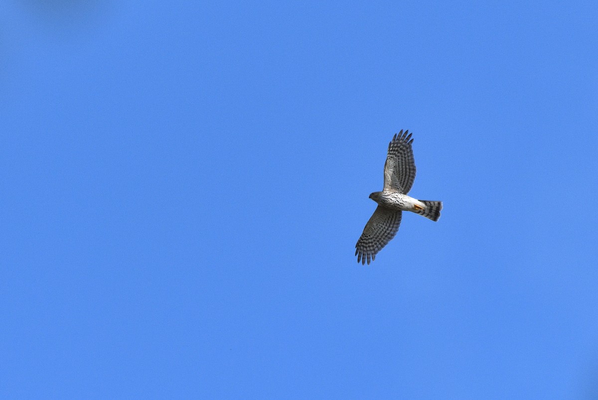 Sharp-shinned Hawk (Northern) - ML609157531