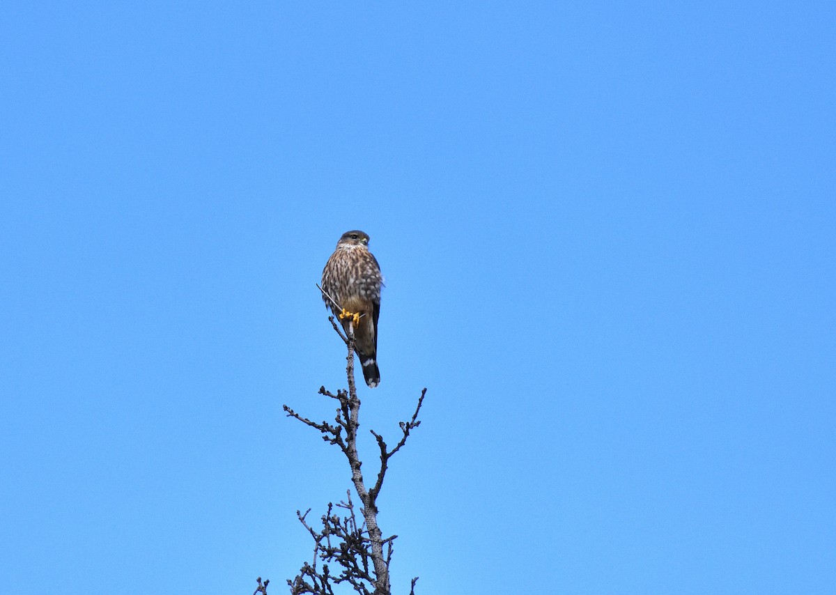 Підсоколик малий (підвид columbarius) - ML609157546