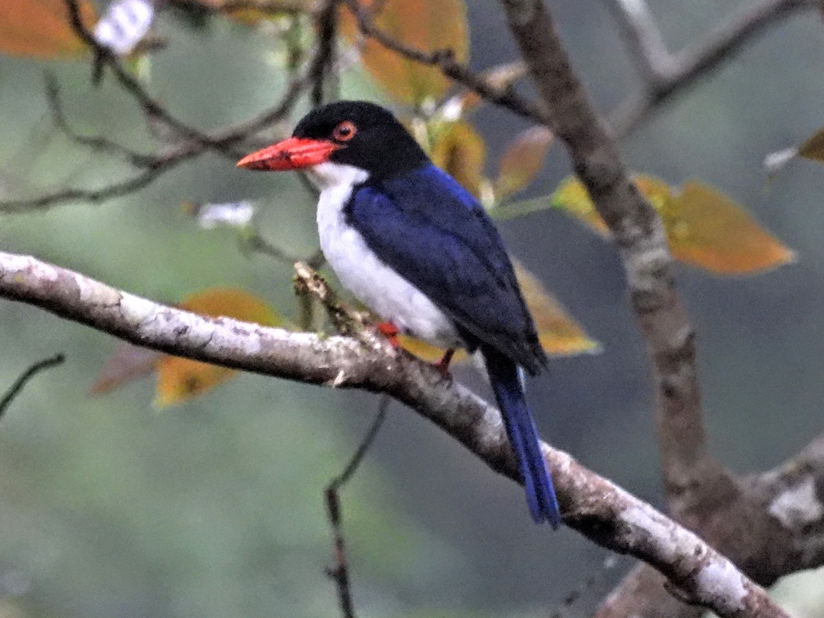 White-rumped Kingfisher - ML609157589