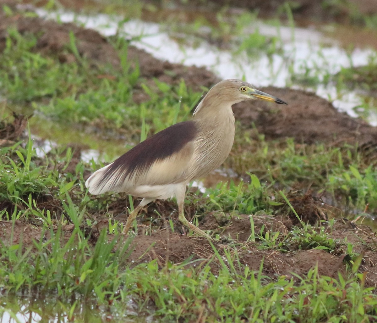 Indian Pond-Heron - Afsar Nayakkan