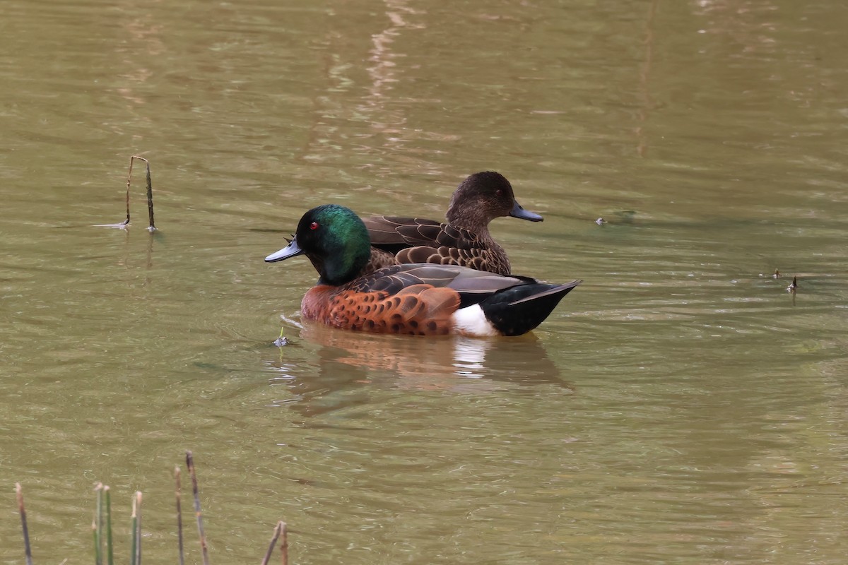 Chestnut Teal - Dennis Devers