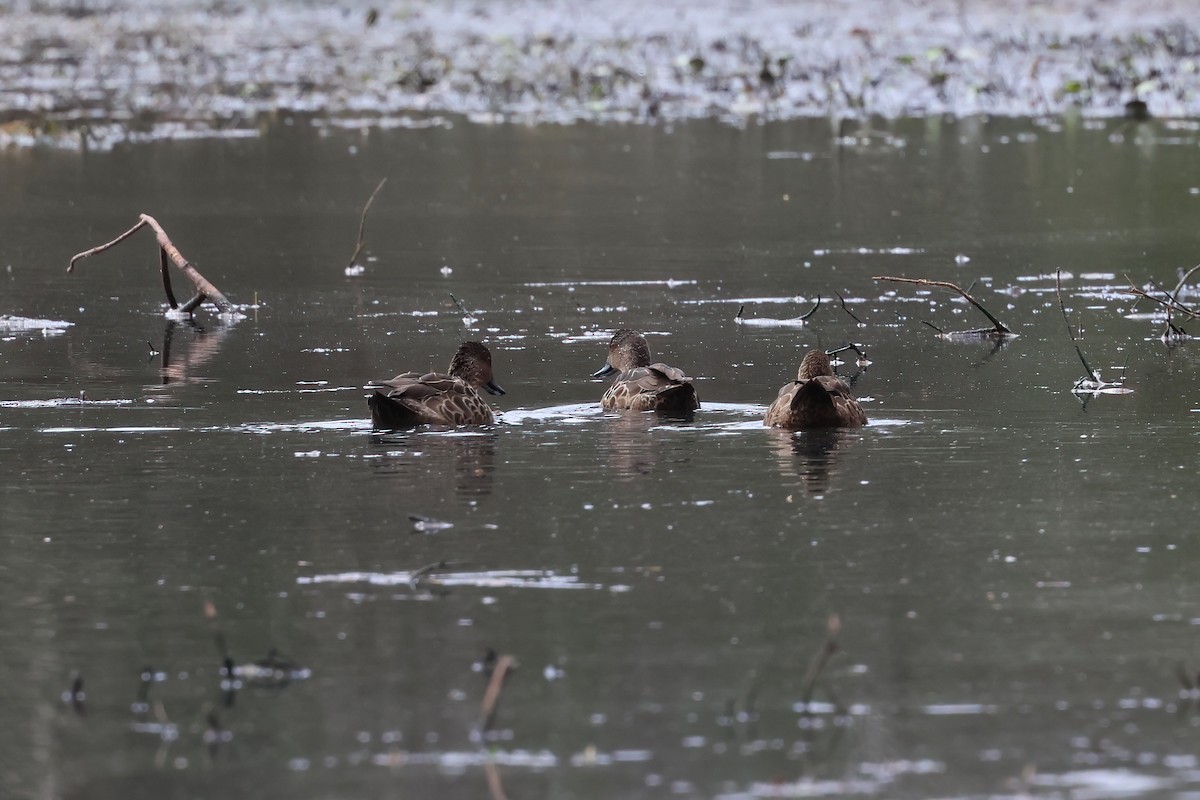 Chestnut Teal - Dennis Devers