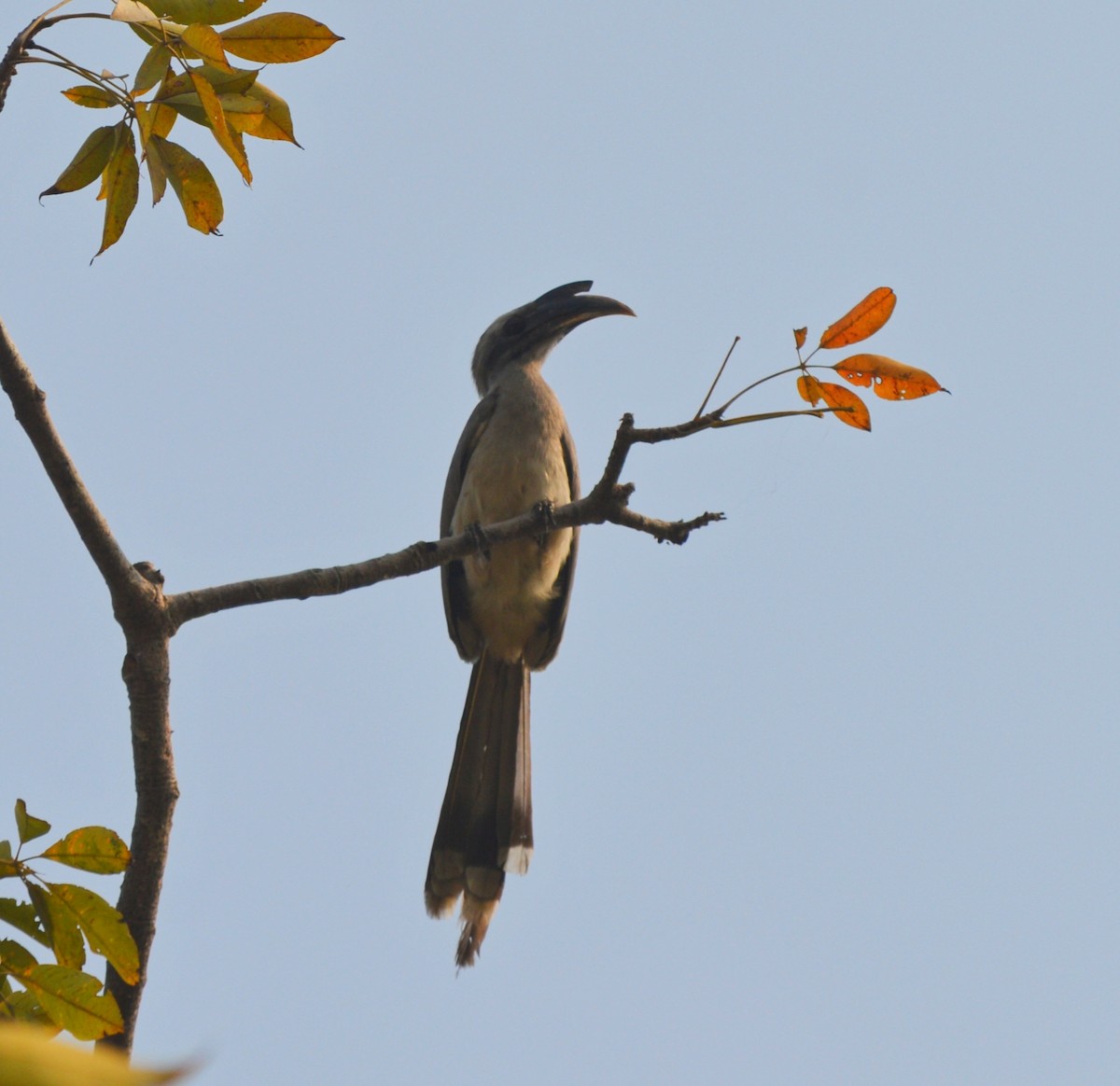 Indian Gray Hornbill - Abhishek Sharma