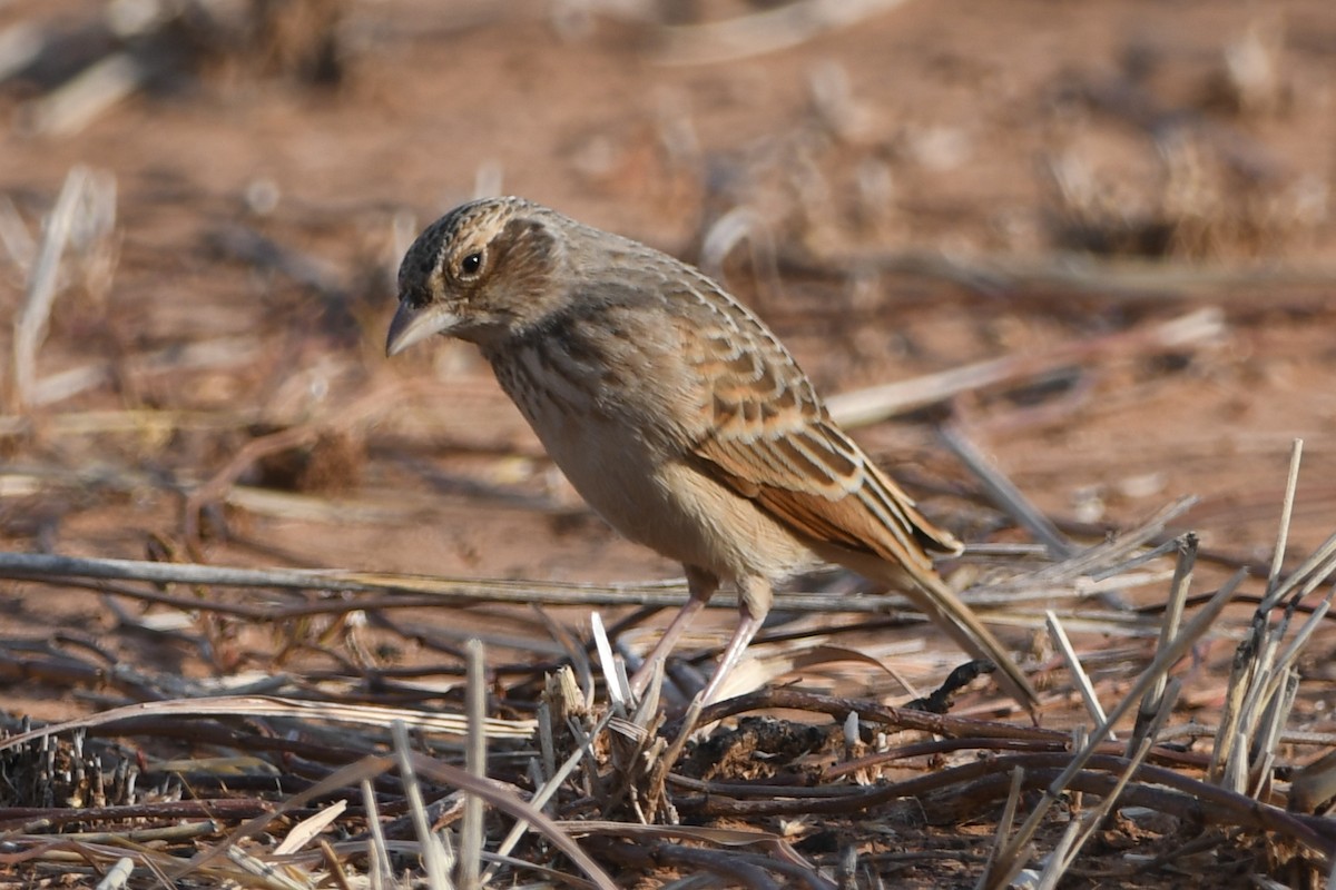 Singing Bushlark (Australasian) - John W G Doubikin