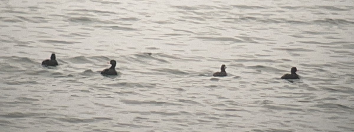 Black Scoter - ML609157861