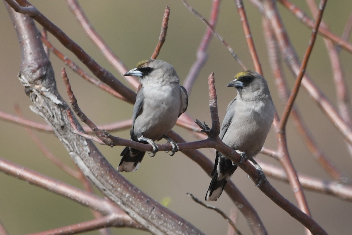 Black-faced Woodswallow - ML609157862