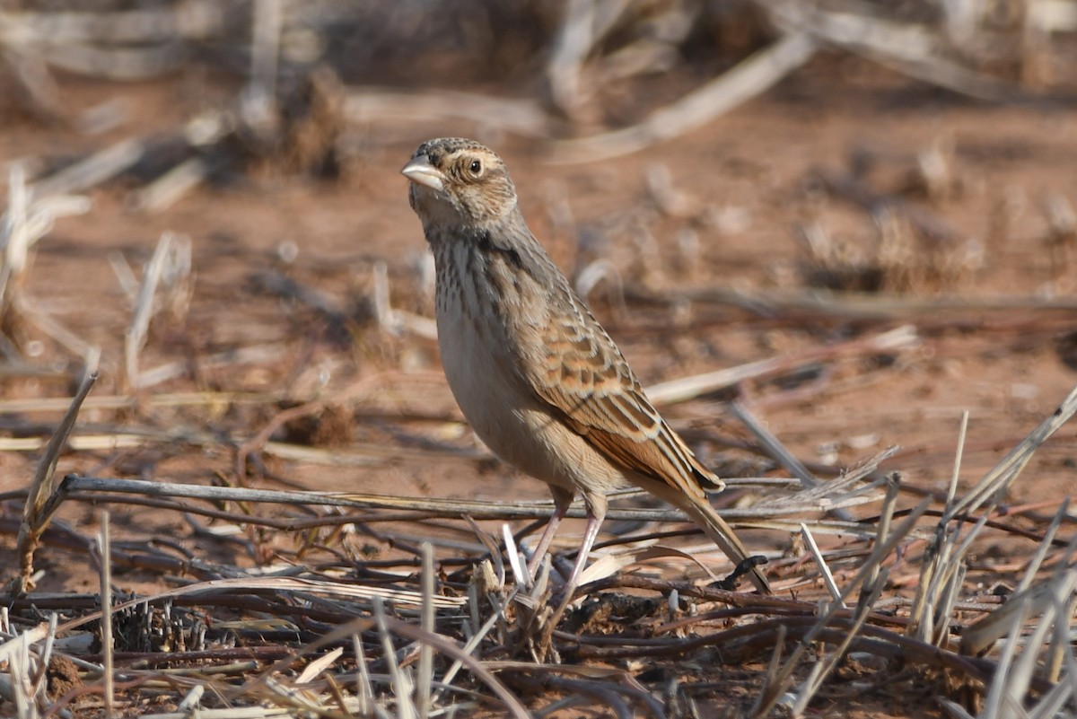 Singing Bushlark (Australasian) - ML609157864