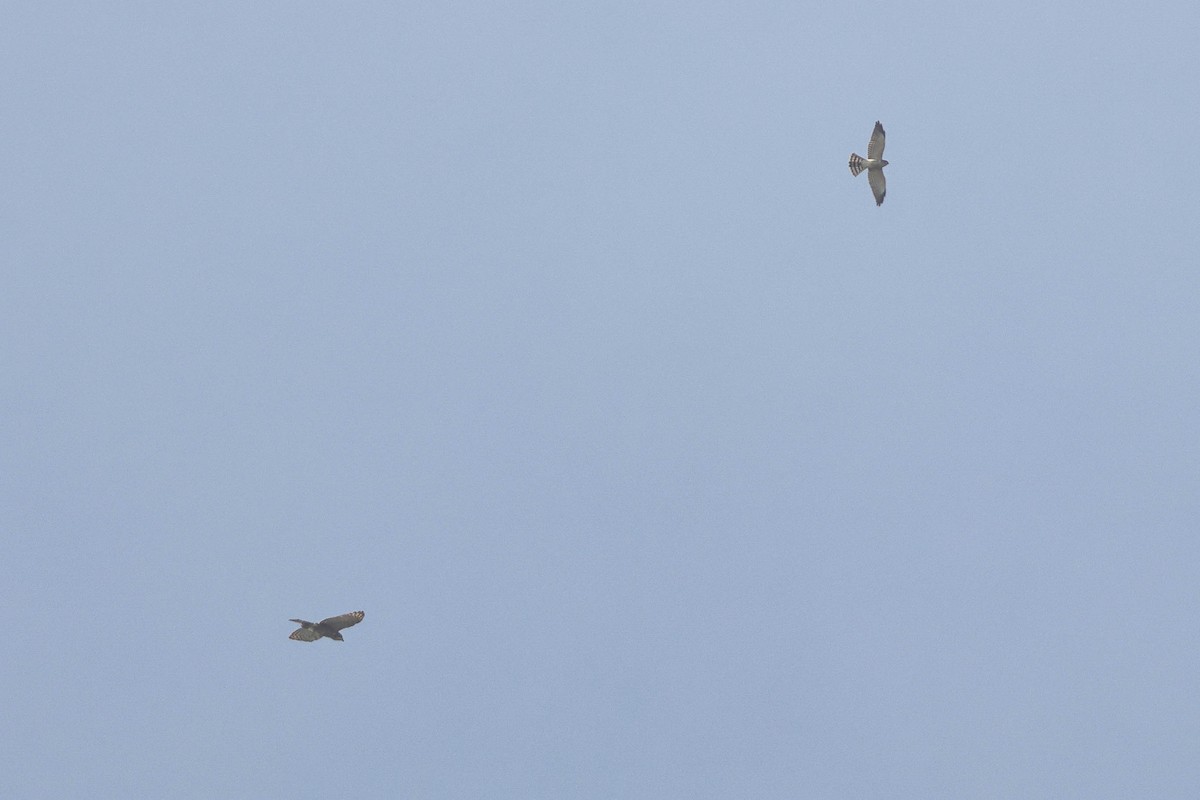 Crested Goshawk - ML609158058