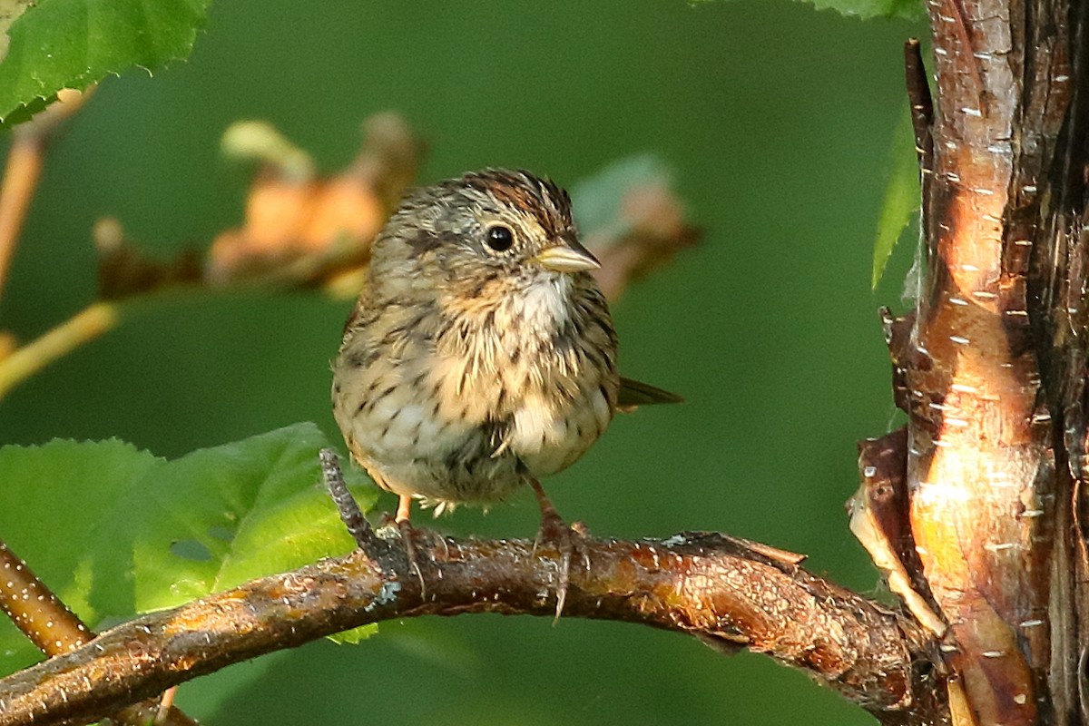 Lincoln's Sparrow - Zbigniew Swiacki