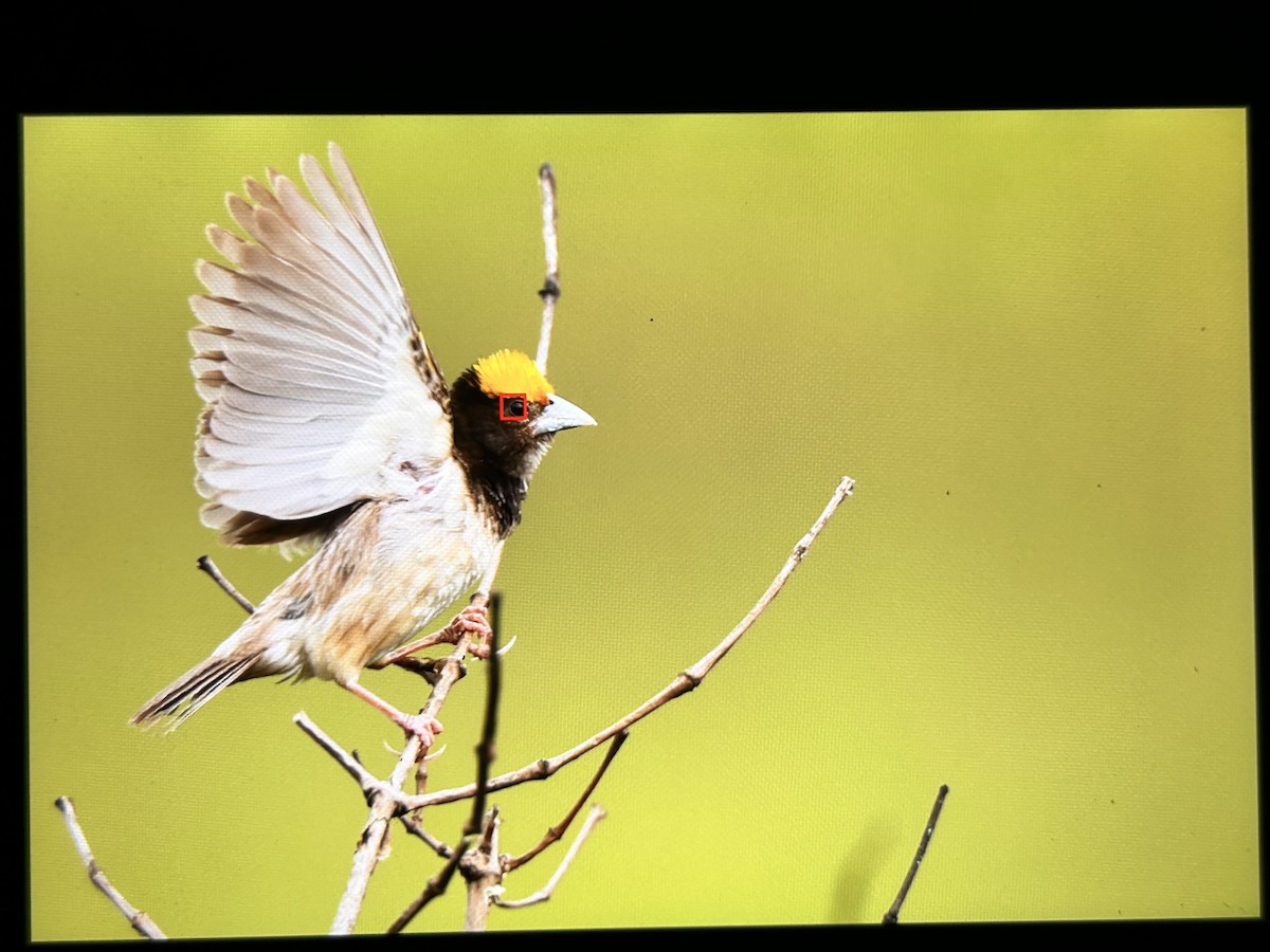 Black-breasted Weaver - ML609158098