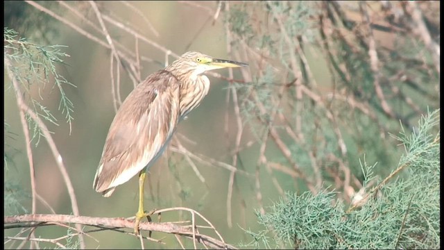 Squacco Heron - ML609158156