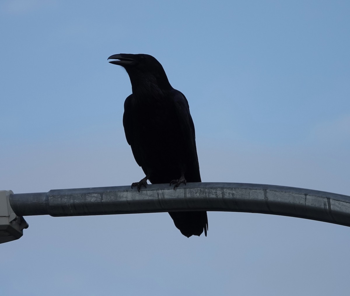 Common Raven - ML609158198