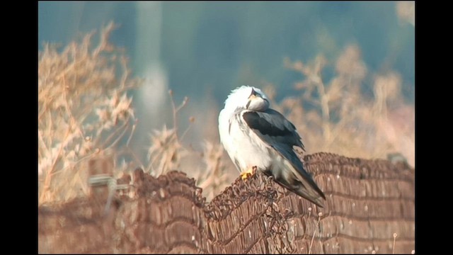 Шуліка чорноплечий [група vociferus] - ML609158234